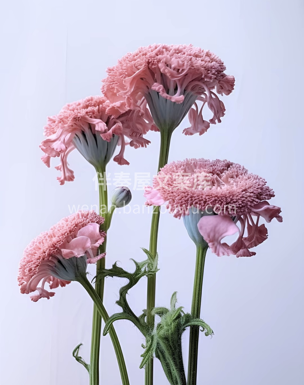 松虫草又叫山萝卜、紫盆花，花色常见的有粉 配图3
