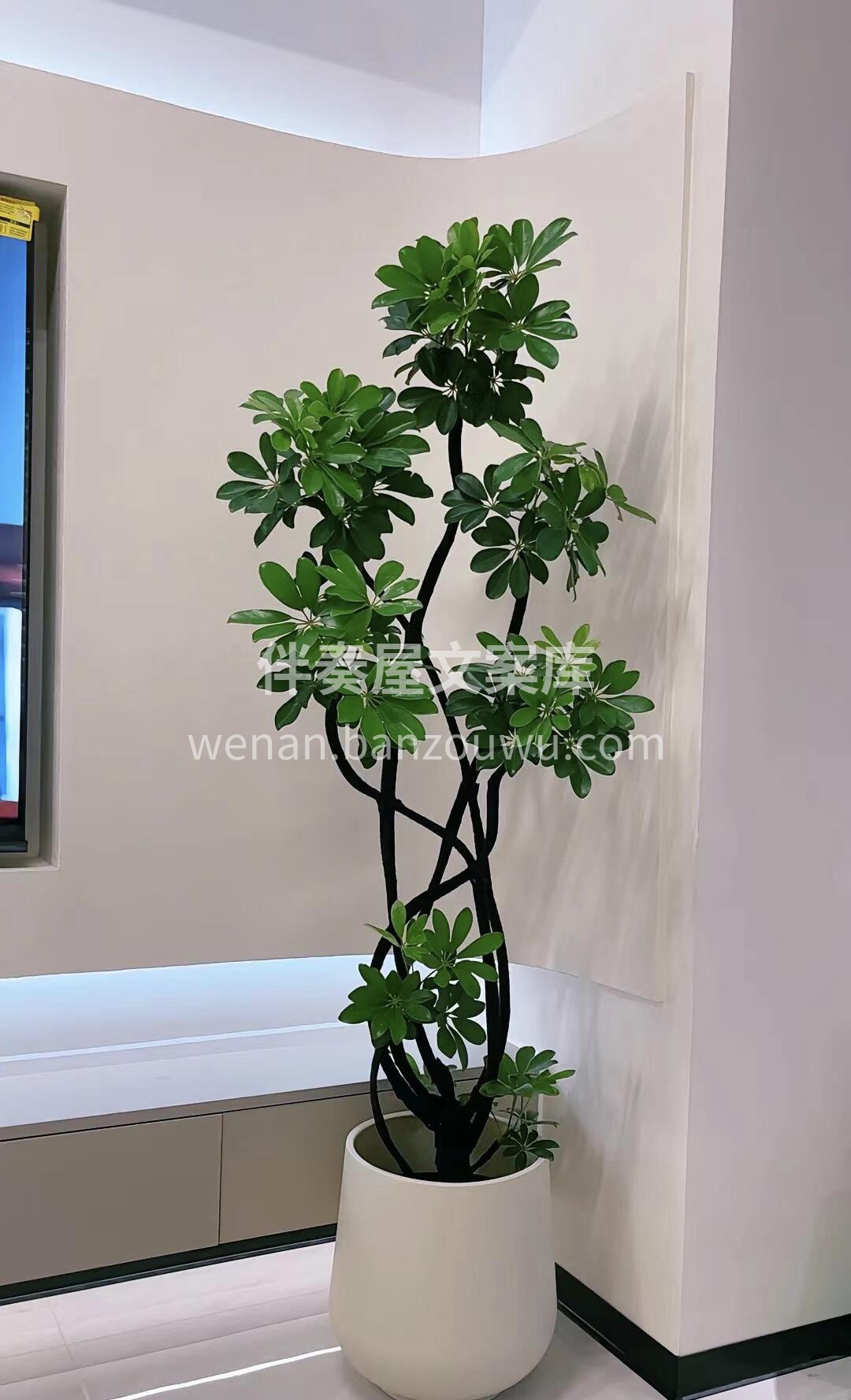绿植鸭脚木🌸 鸭脚木也叫鹅掌草🦢 由于其叶片类似于鸭子的爪子 配图2