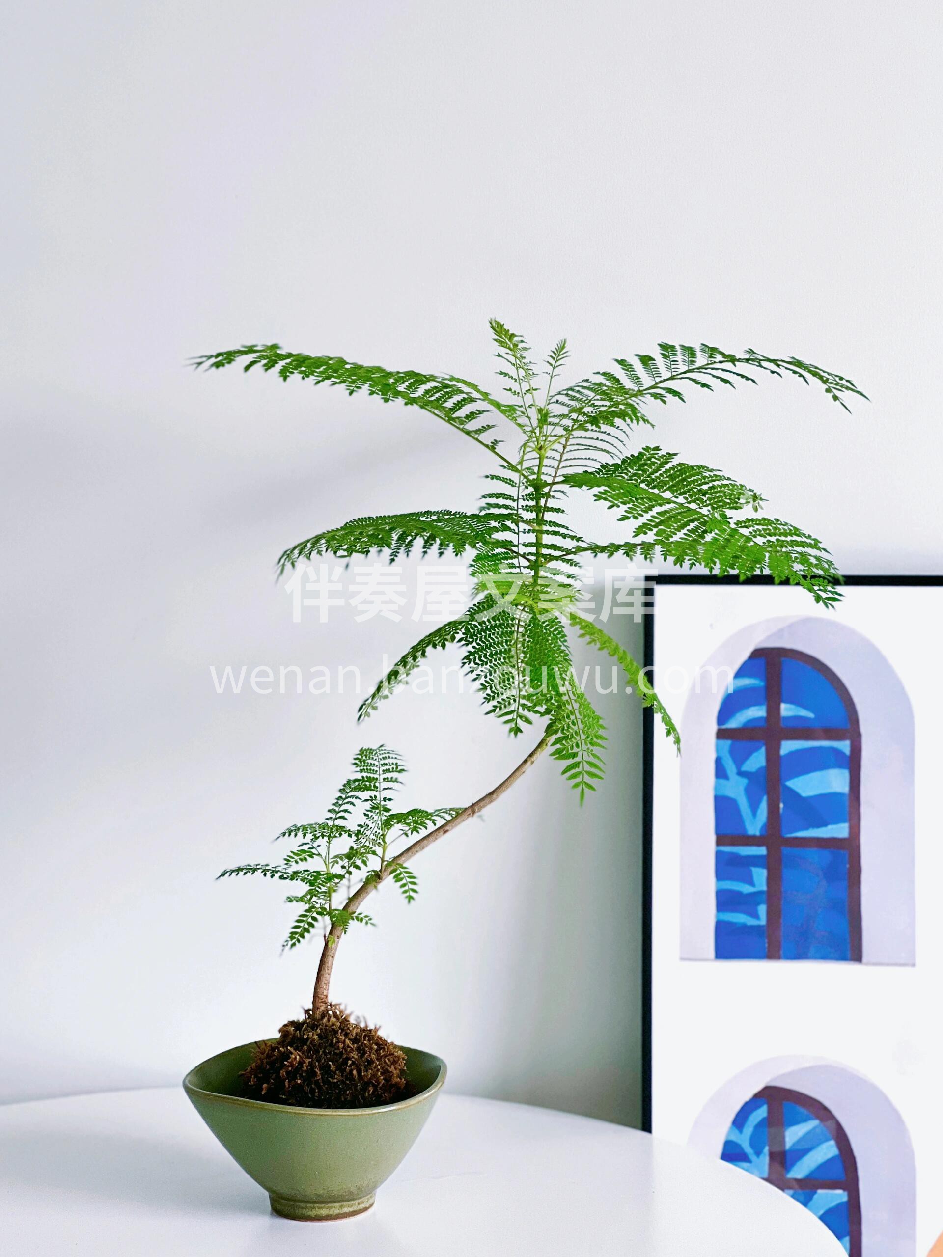 桌面小绿植——蓝花楹💚 🏠家有蓝花楹 好 配图2