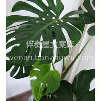 超好养的绿植推荐 龟背竹叶形奇特，绿油油的大片叶子形似🐢龟背 配图4