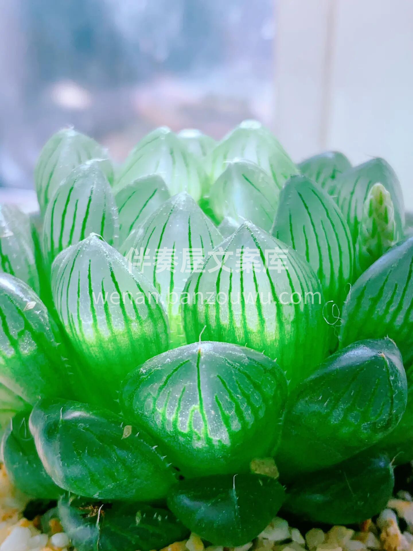 一款晶莹剔透的多肉植物：姬玉露🌱 💎如同 配图1