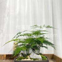 文竹可能是中式植物爱好者里最熟悉的植物🌿 配图2