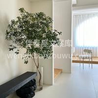 马醉木🌿以其华丽而大型的叶子成为室内装饰 配图2