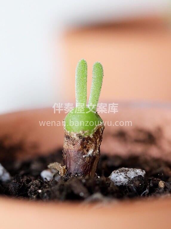 一款超级萌的多肉 ✨碧光环✨ 长着两只可 配图2