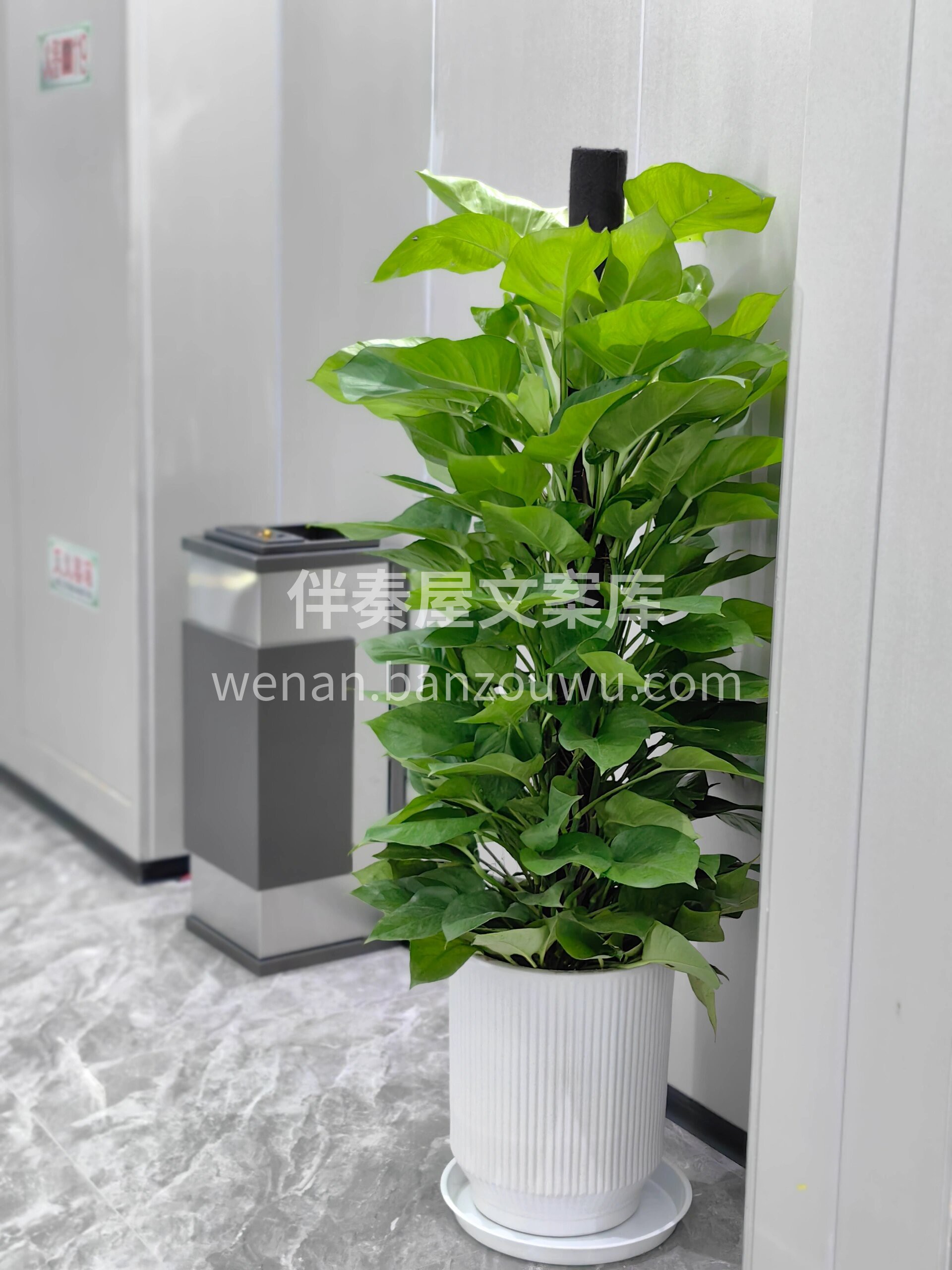 大叶绿萝柱 绿萝作为一种耐阴观叶植物🍃 😘十分适合于室内栽培 配图3