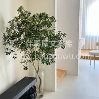 马醉木🌿以其华丽而大型的叶子成为室内装饰 配图3