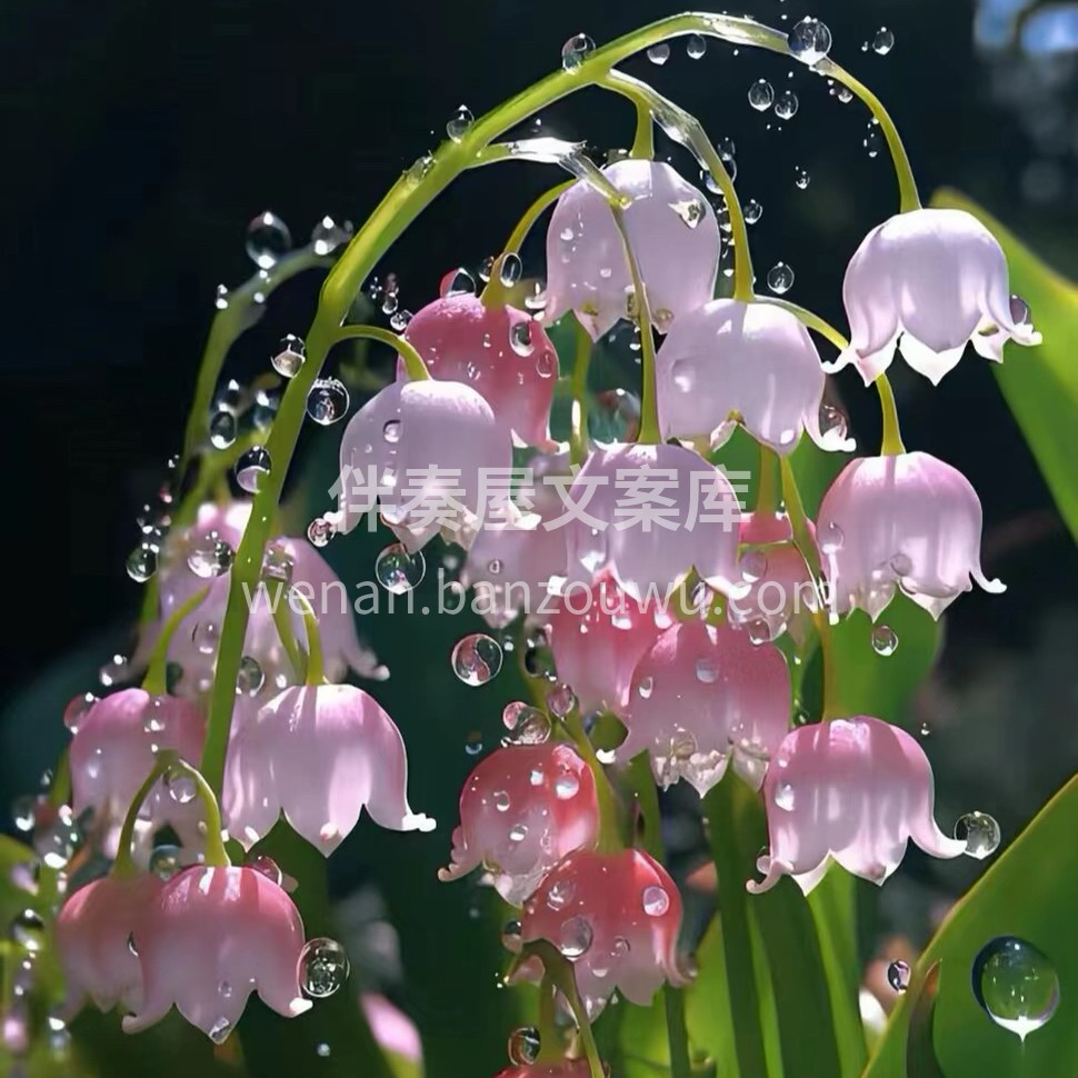 铃兰花是属于百合科的多年生草本植物，它有着白色的钟形花朵，散 配图5