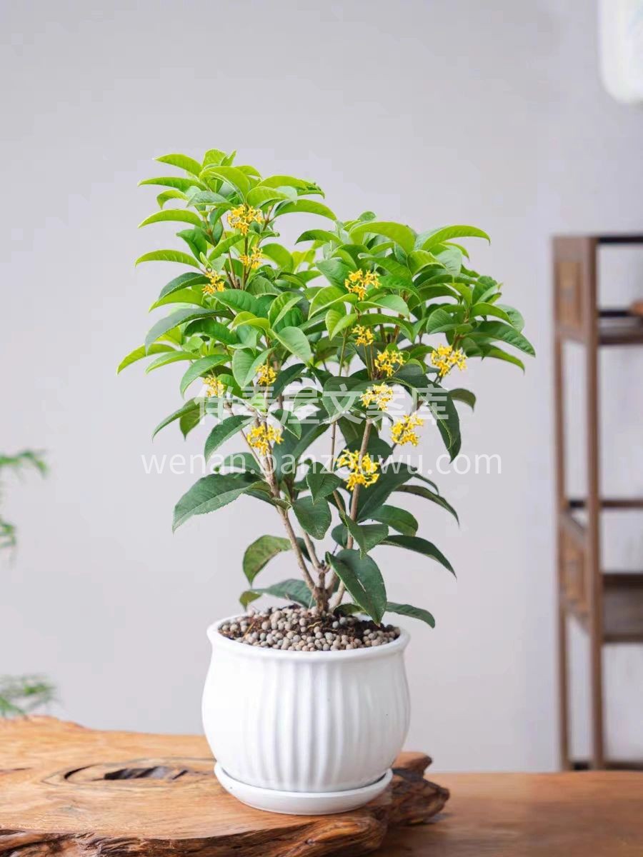 居家必备桂花树 养过的都知道，真的不要太香 开花后方圆十米都 配图3