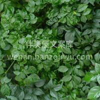 幸福树🌲 这个植物放在家里是很好的 它能 配图2