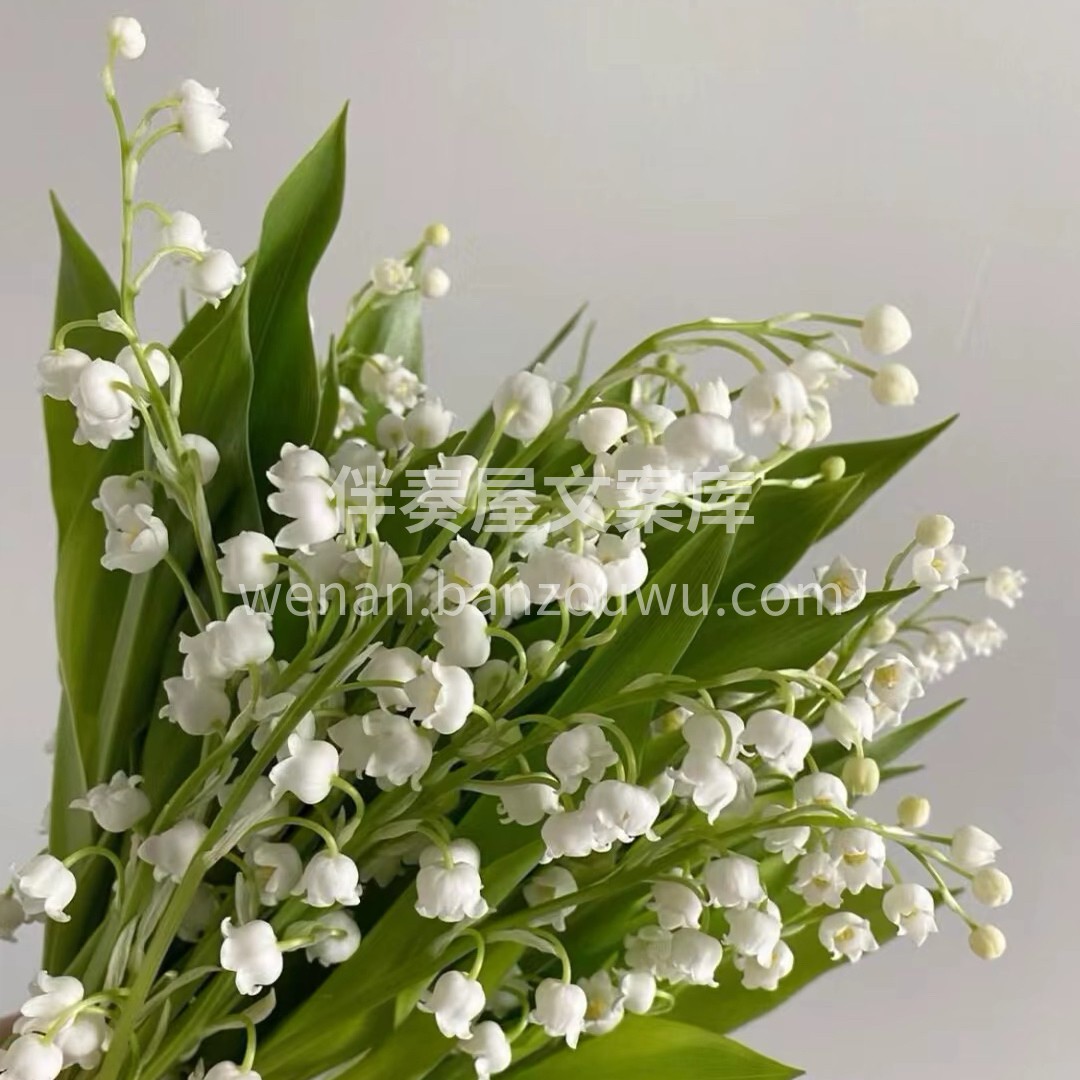 铃兰花是属于百合科的多年生草本植物，它有 配图2