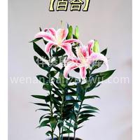 绝美开花盆栽推荐 看着经过自己照料后，开 配图1