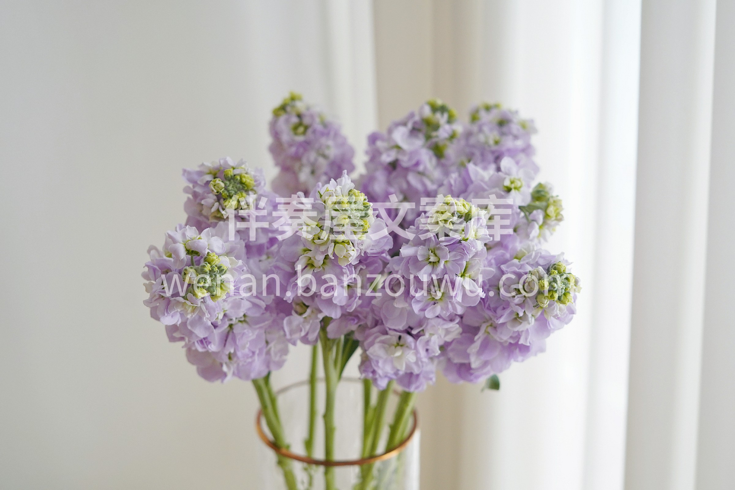 紫罗兰瓶插花真的挺美的💐 原来不需要去✈普罗旺斯 一束紫罗兰 配图1