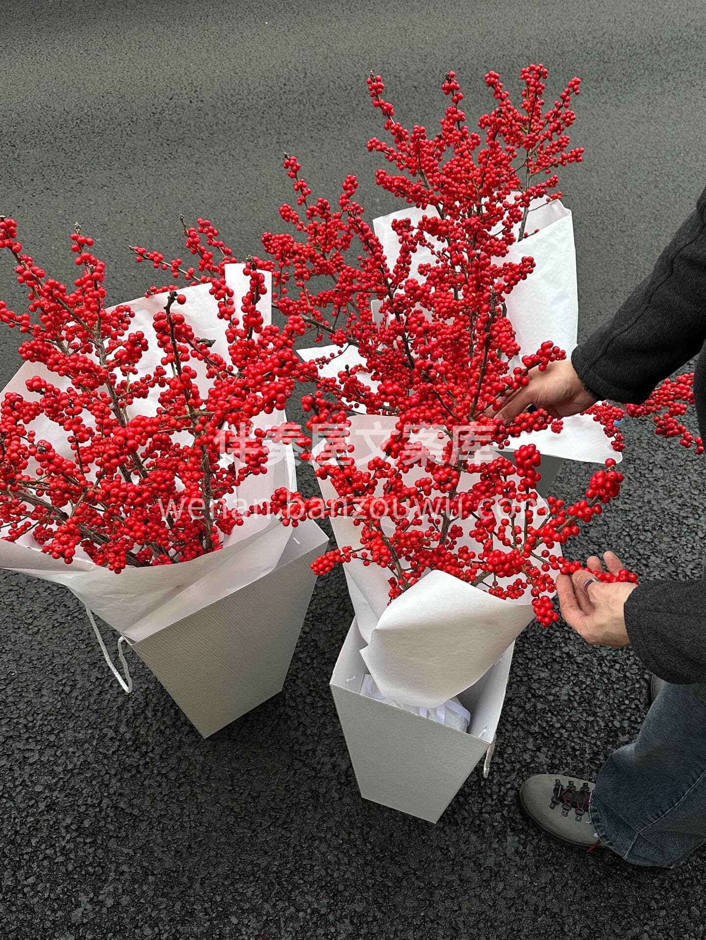 冬青映春🫧红果纳福❤️ 一束年宵花🌹揽尽新年的红火与安康✨ 配图2