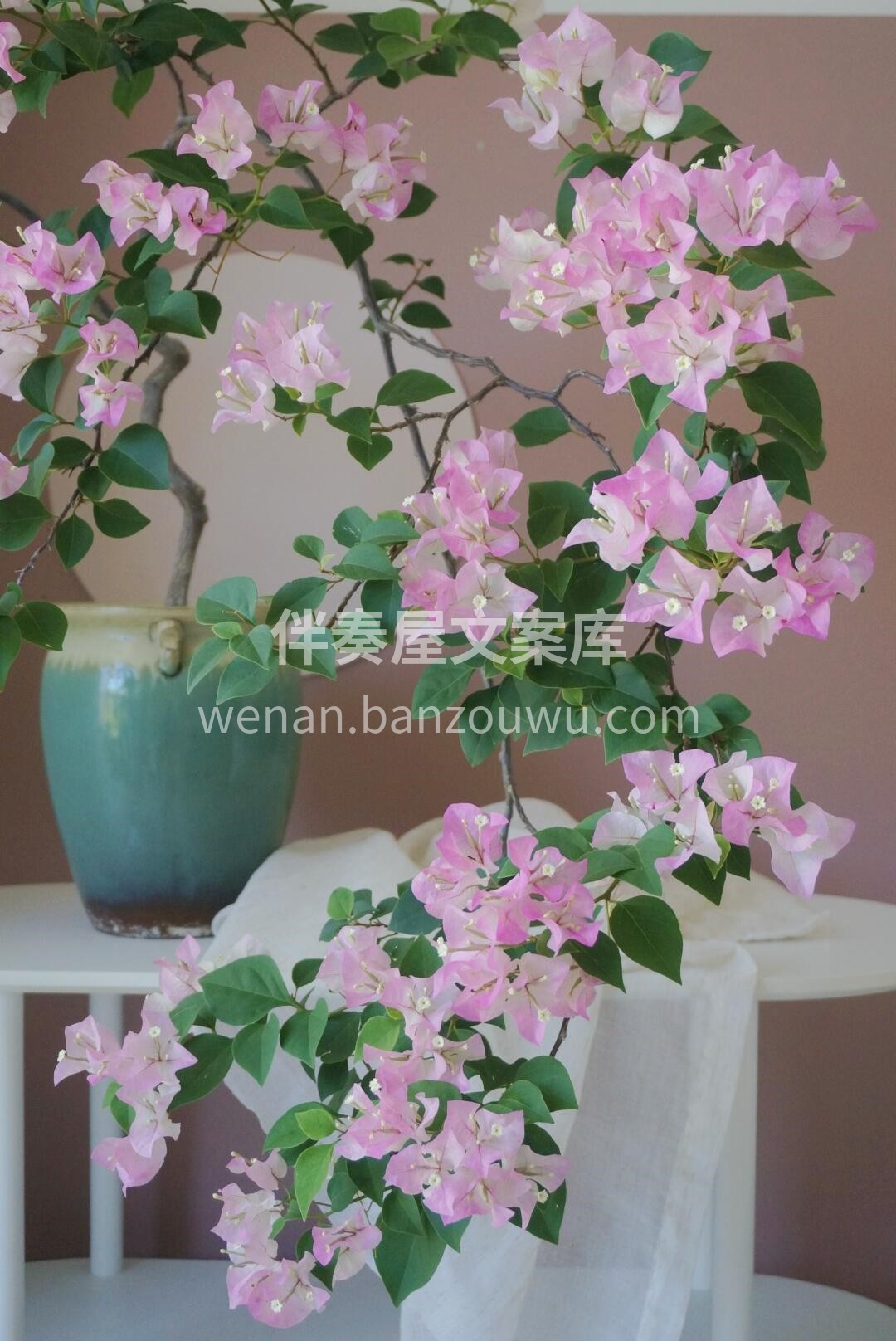 如果说最好养的花🌸 那就是三角梅啦 我家买三角梅的人最多🌸  配图3
