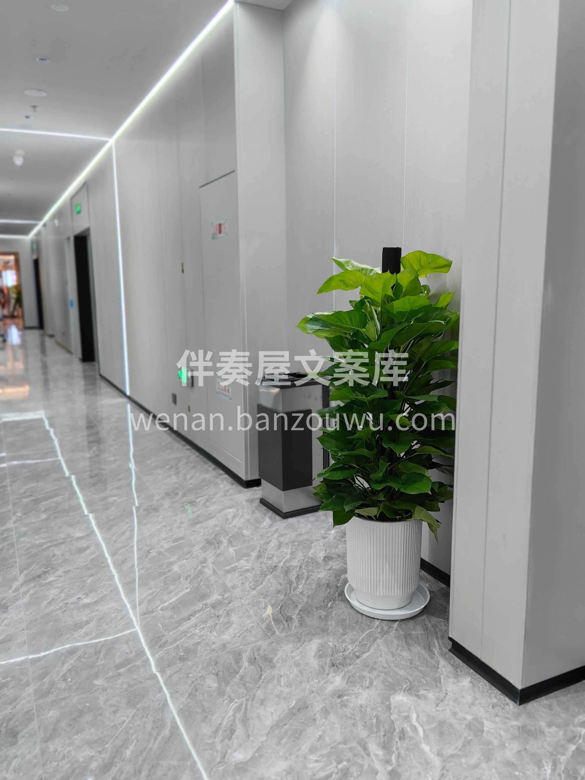 大叶绿萝柱 绿萝作为一种耐阴观叶植物🍃 😘十分适合于室内栽培 配图1