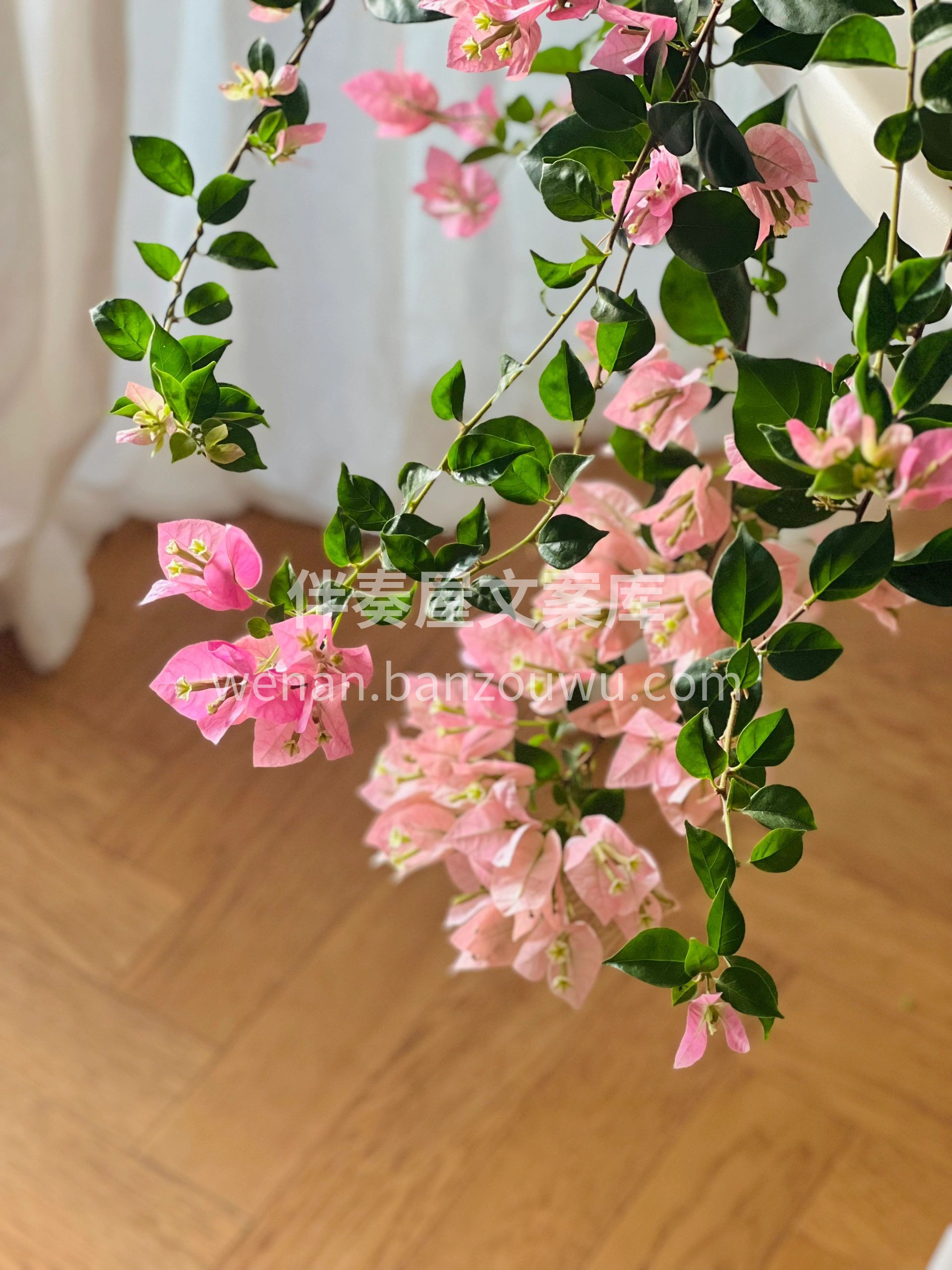 三角梅米罗 初开花色👀较玫粉 渐渐呈现旧旧粉 全程主打一个复 配图2