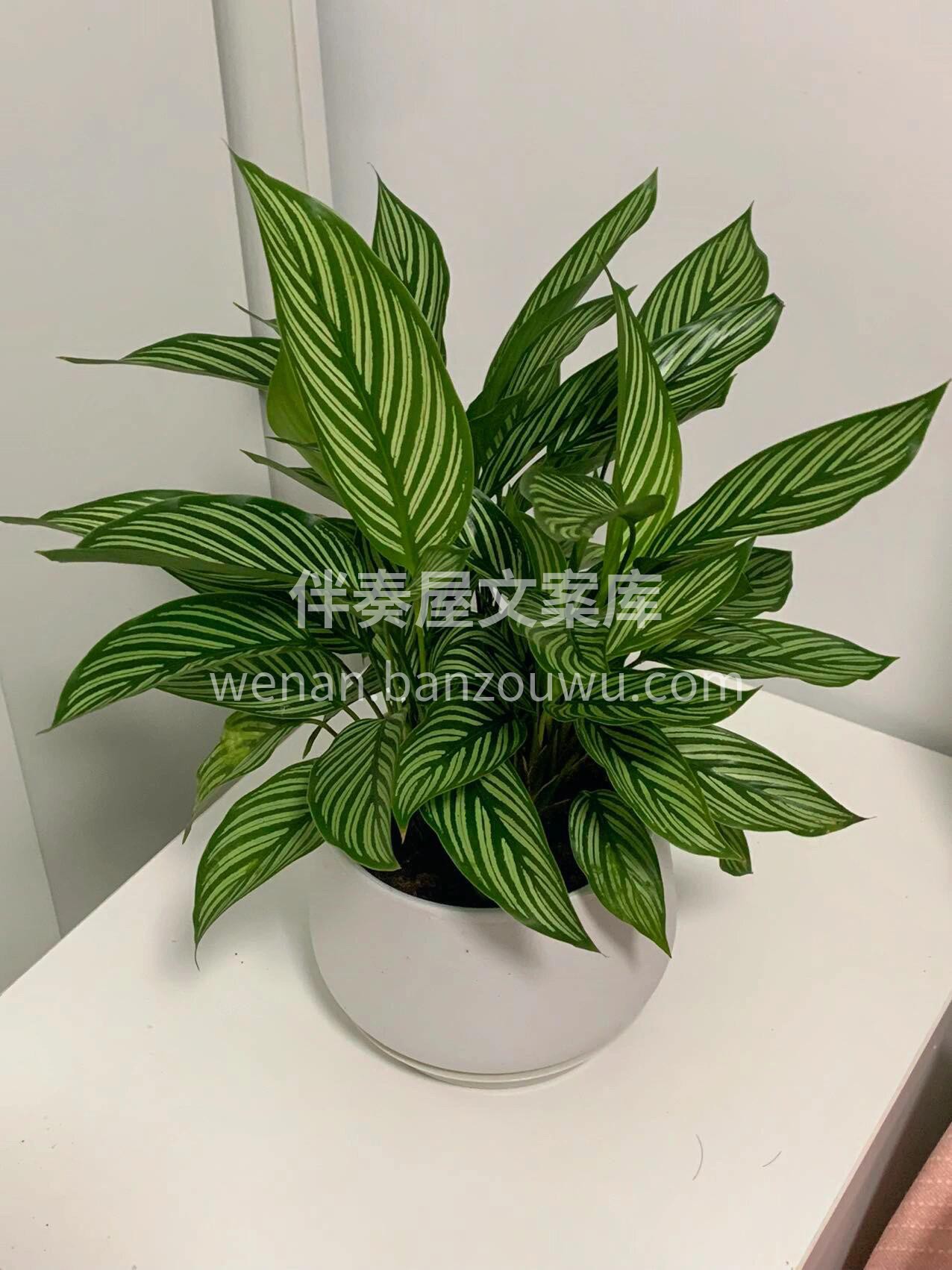 青纹竹芋 青白条纹，色彩温润护眼👀 🌿长 配图2