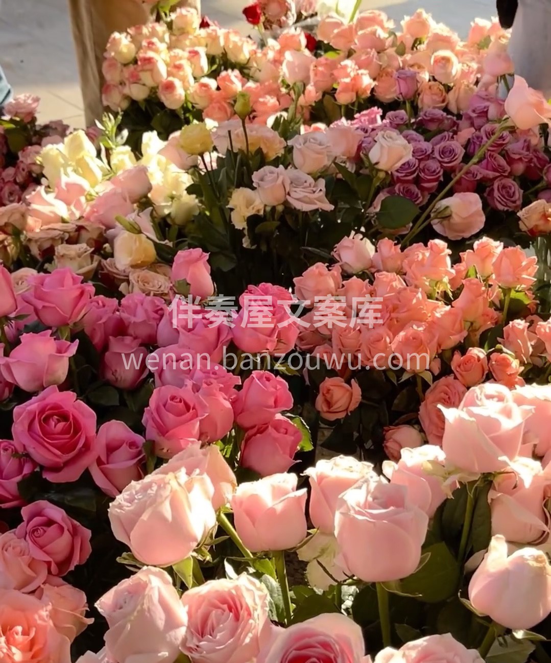 我们的花店有最娇艳的花朵，它们是幸福的象 配图2