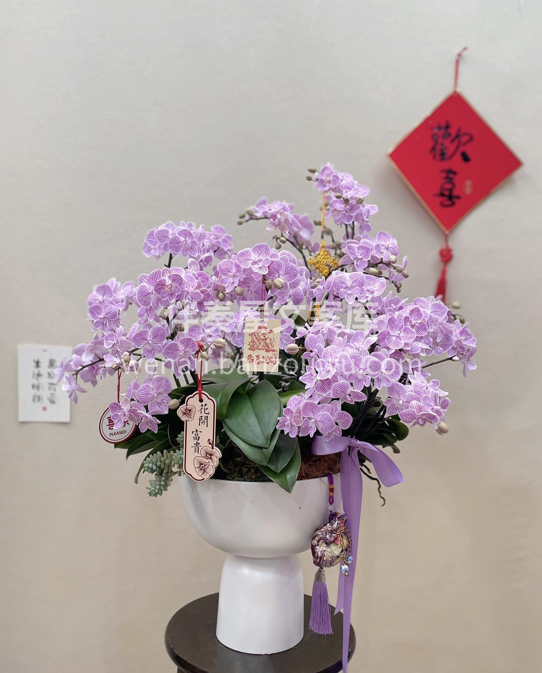 新年🎆蝴蝶兰盆栽 家有蝴蝶兰🌸 ✨幸福自 配图2