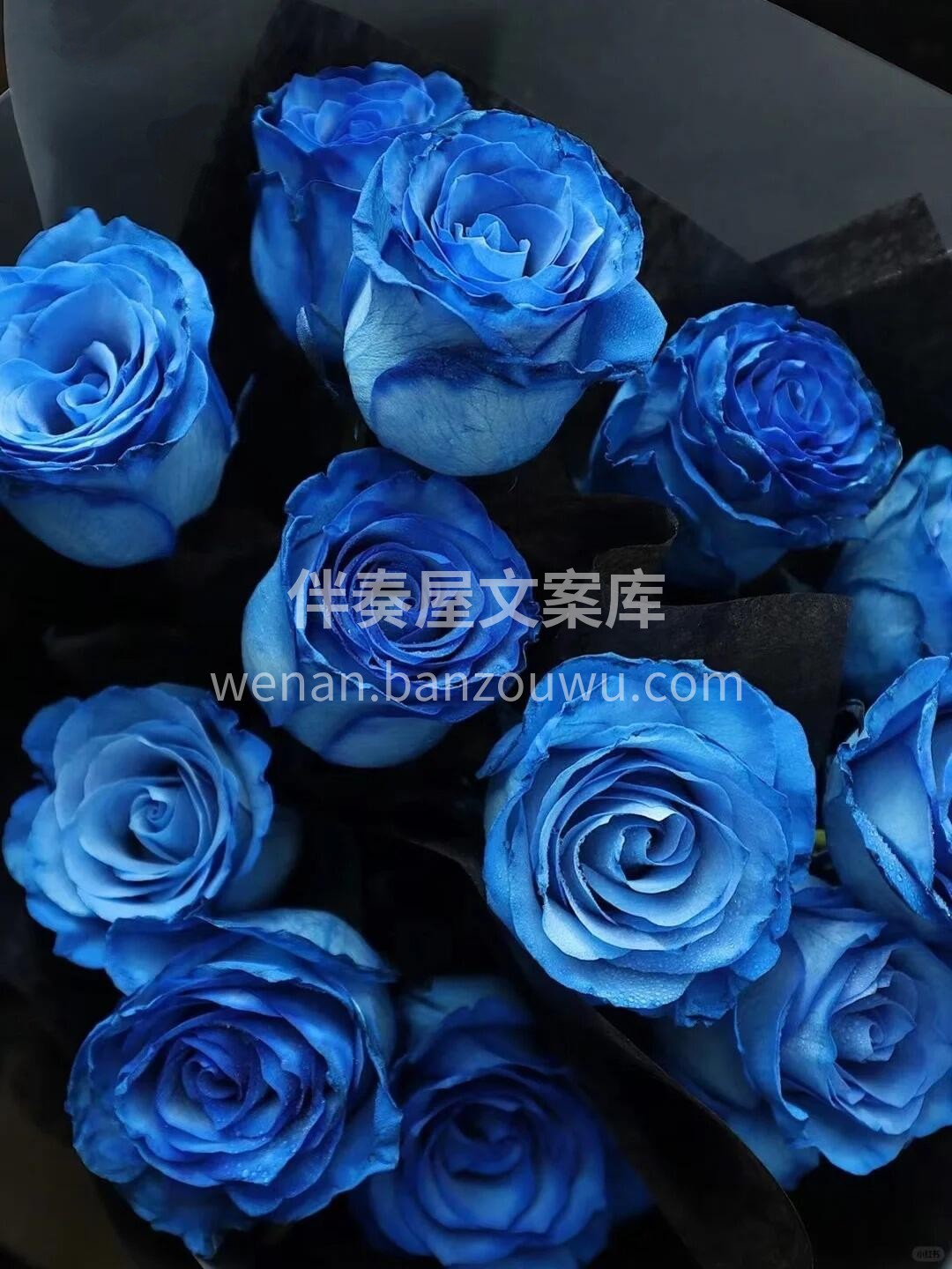 送给心爱的人💓一束蓝玫瑰💙 代表着一份温柔而深情的爱意 它表 配图2
