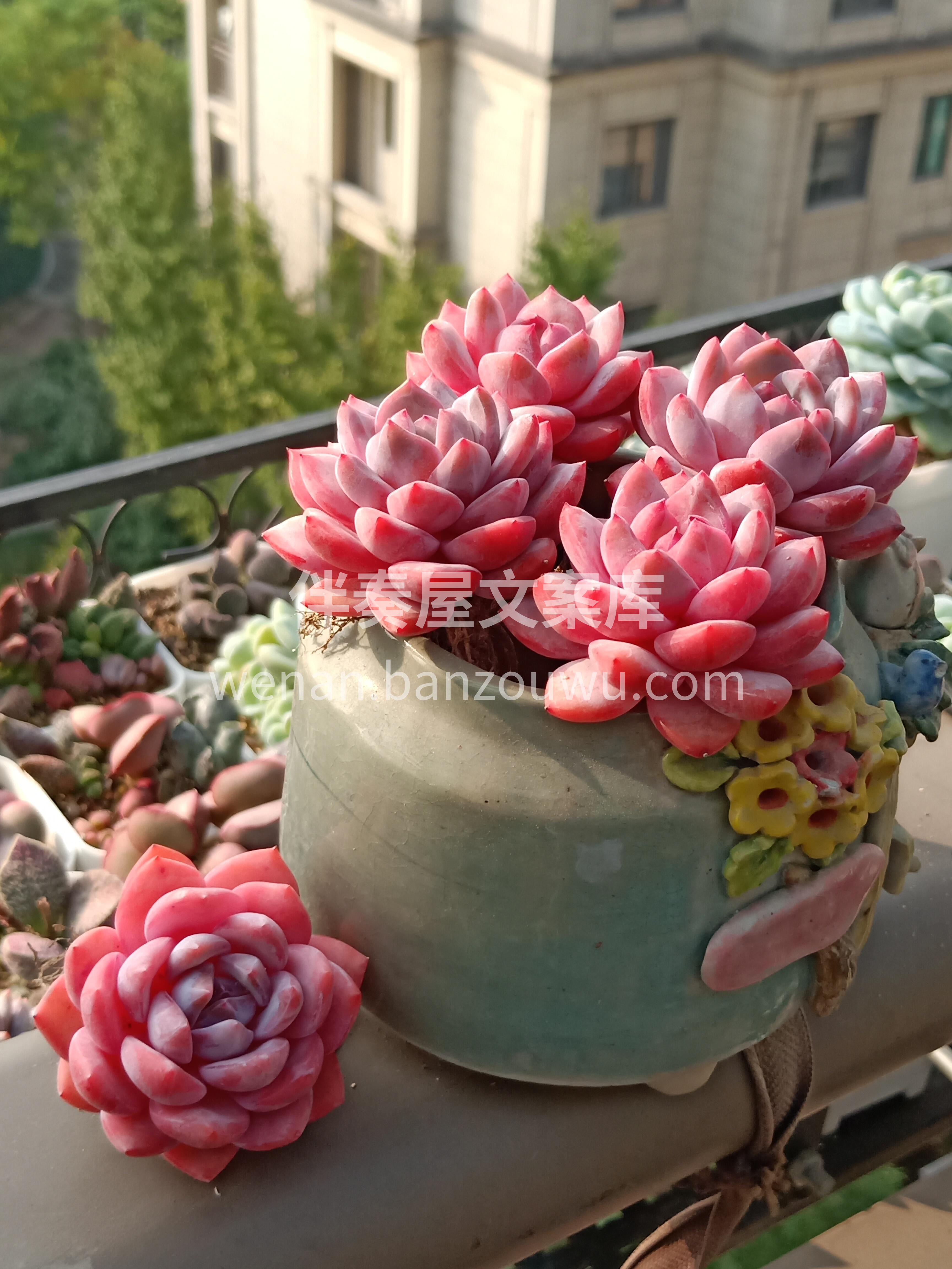 今天介绍一款颜值非常高的多肉植物： 橙梦 配图3