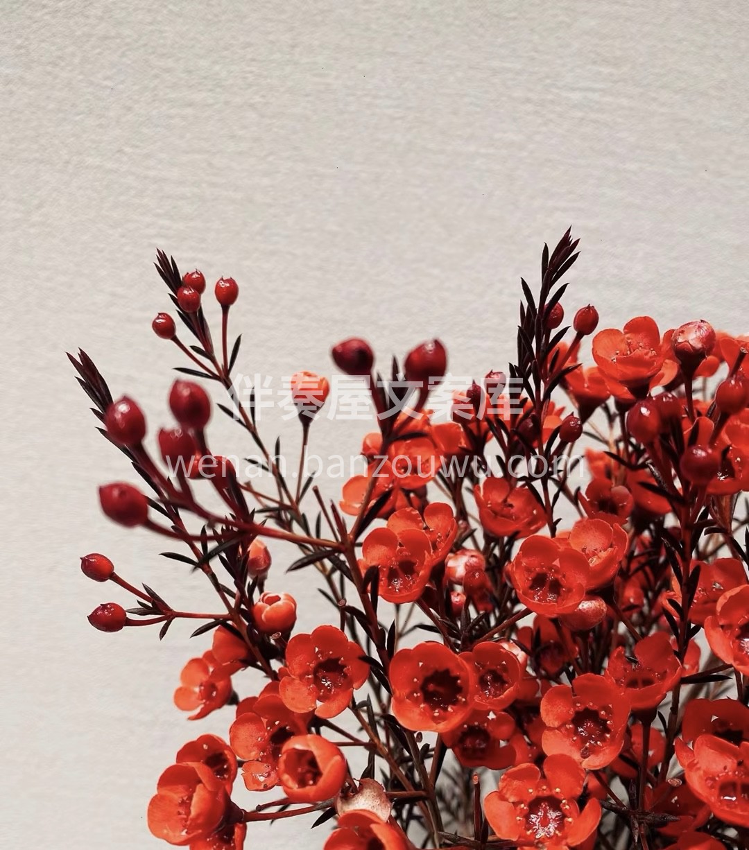 🌸腊梅的叶似松针，其花似梅花，花瓣似蜡有 配图3