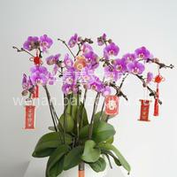 新年蝴蝶兰合集 热情奔放的蝴蝶兰，花色、株形都富有表现力 色 配图4