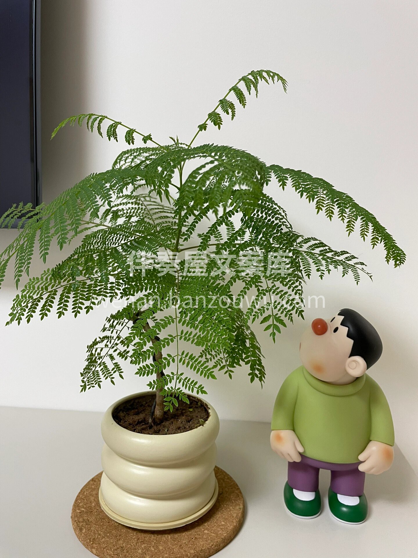蓝花楹叶片小巧可爱😊 树影斑驳自带仙气的 配图3