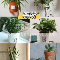 今天推荐六款适合室内摆放的绿植🌱 生活总 配图2