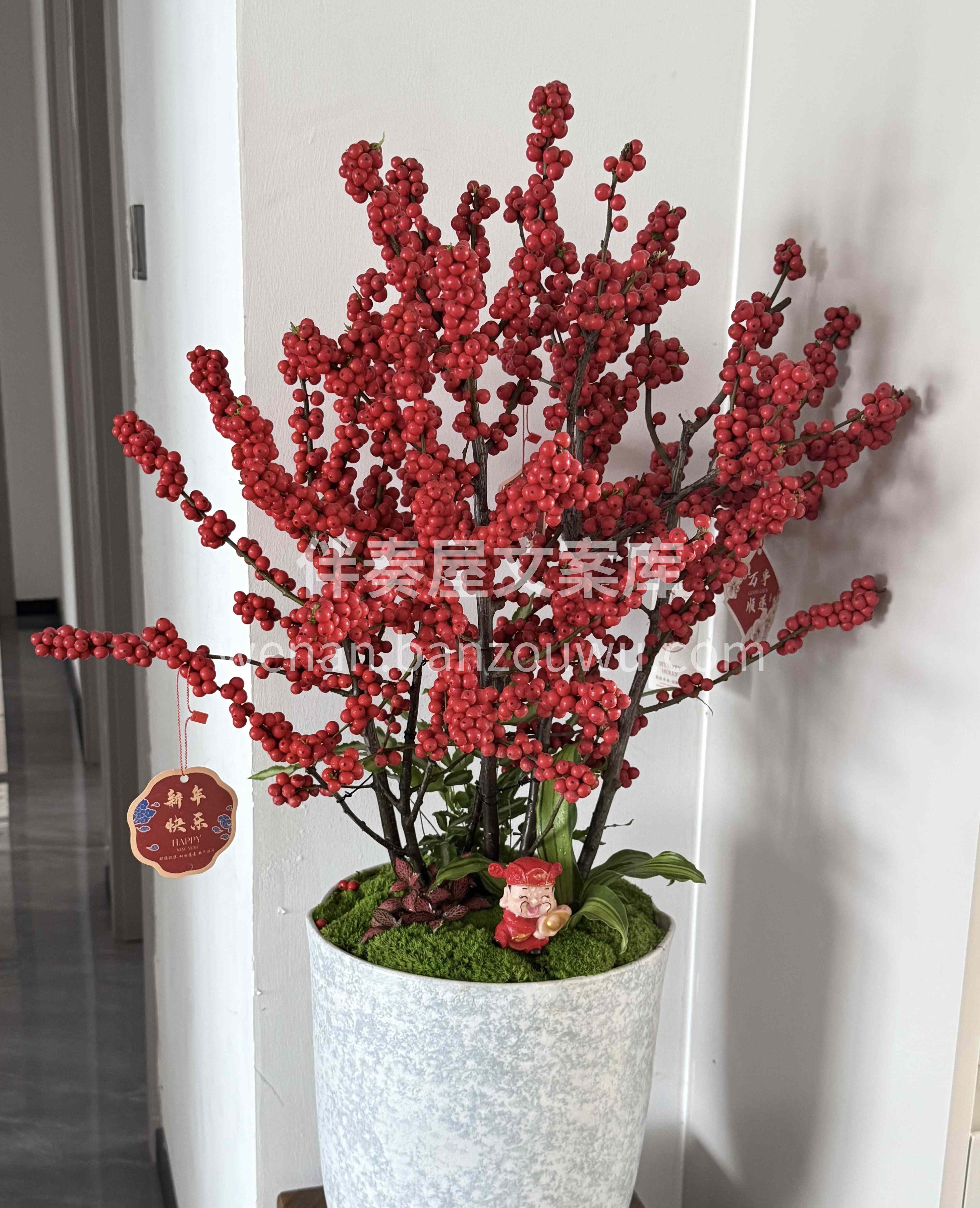 🎈北美冬青盆栽 冬青树上挂凌霄 岁晏花凋树不凋🍀 🗓新年家里 配图1