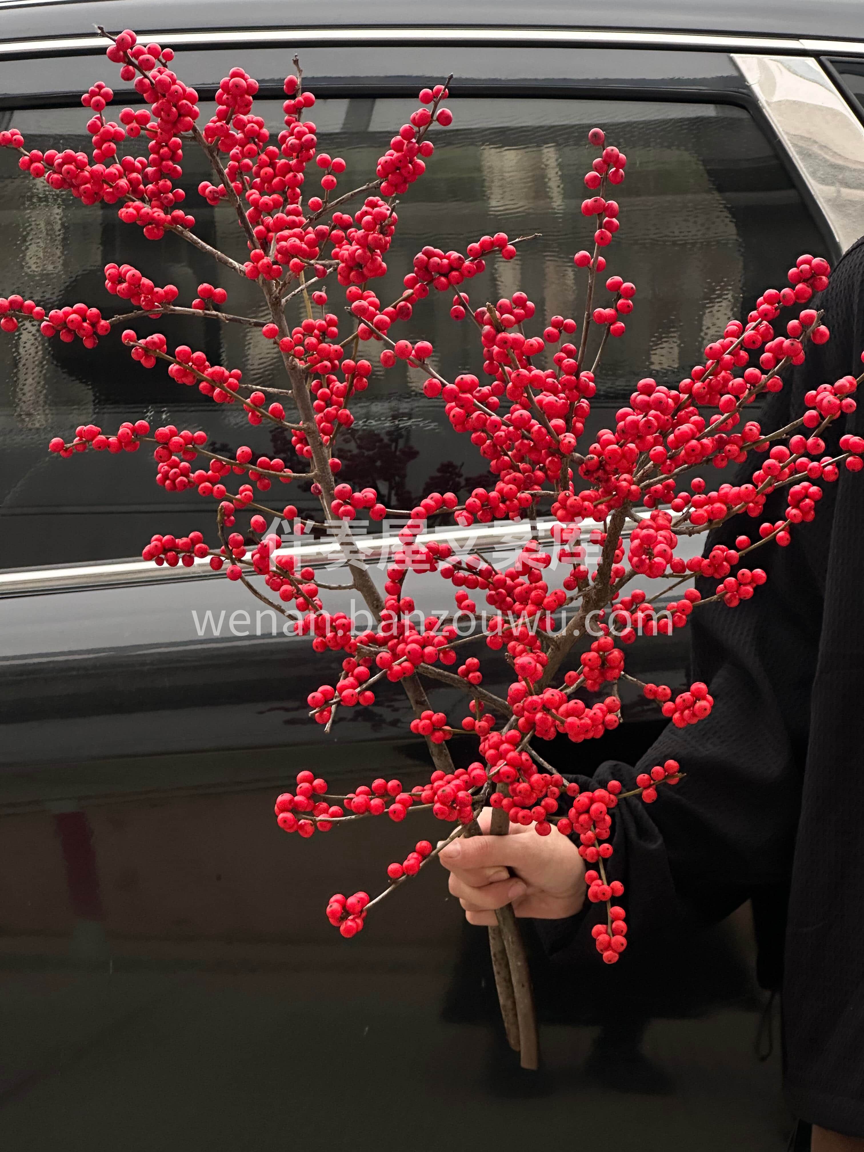 单支冬青❤️寓意红红火火🔥 愿你新的日子🫧 日子滚烫🌹平安喜 配图2