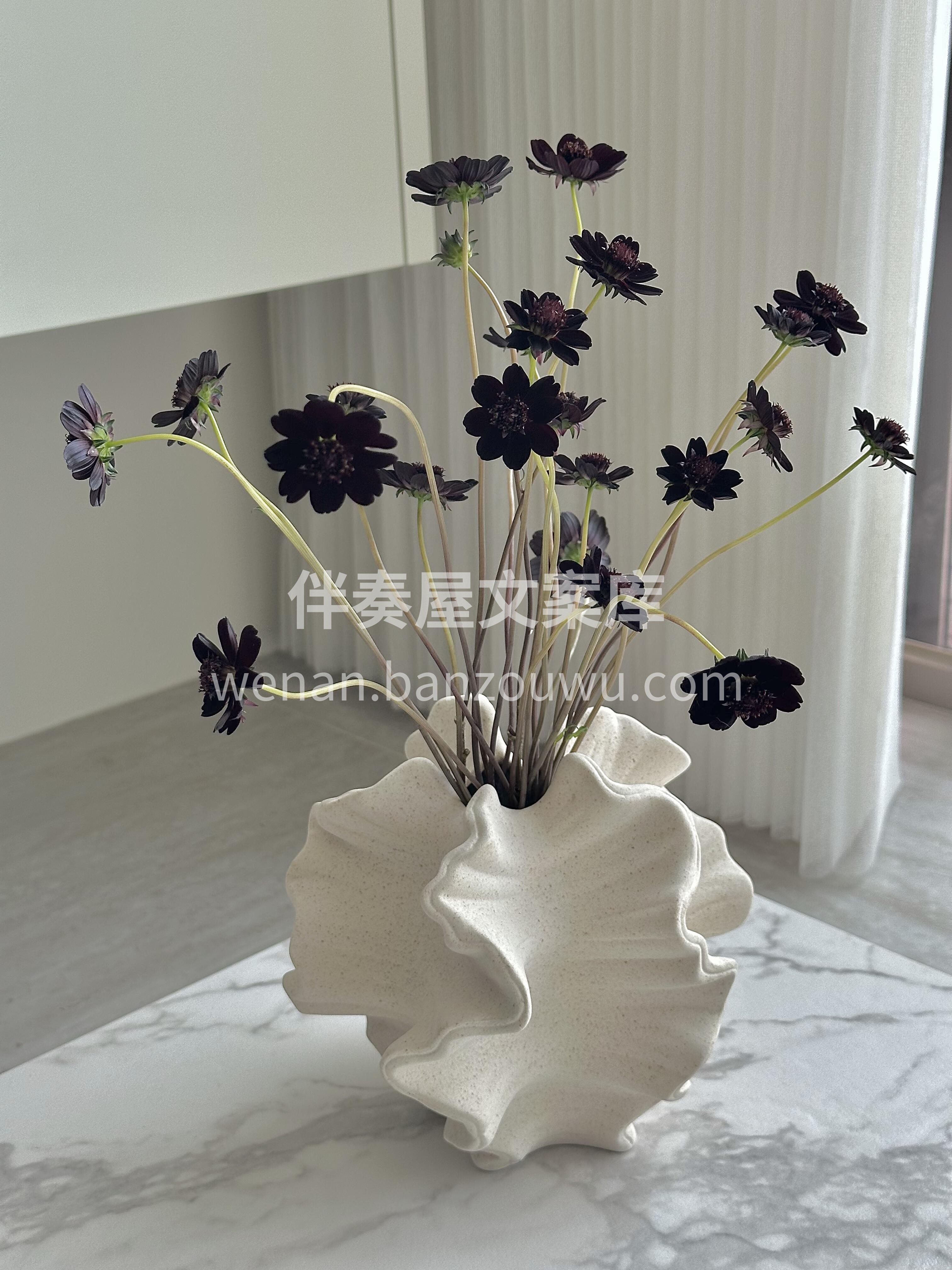 小众配花🍫 巧克力秋英 自带巧克力浓郁香 配图3