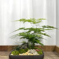 文竹可能是中式植物爱好者里最熟悉的植物🌿 配图3