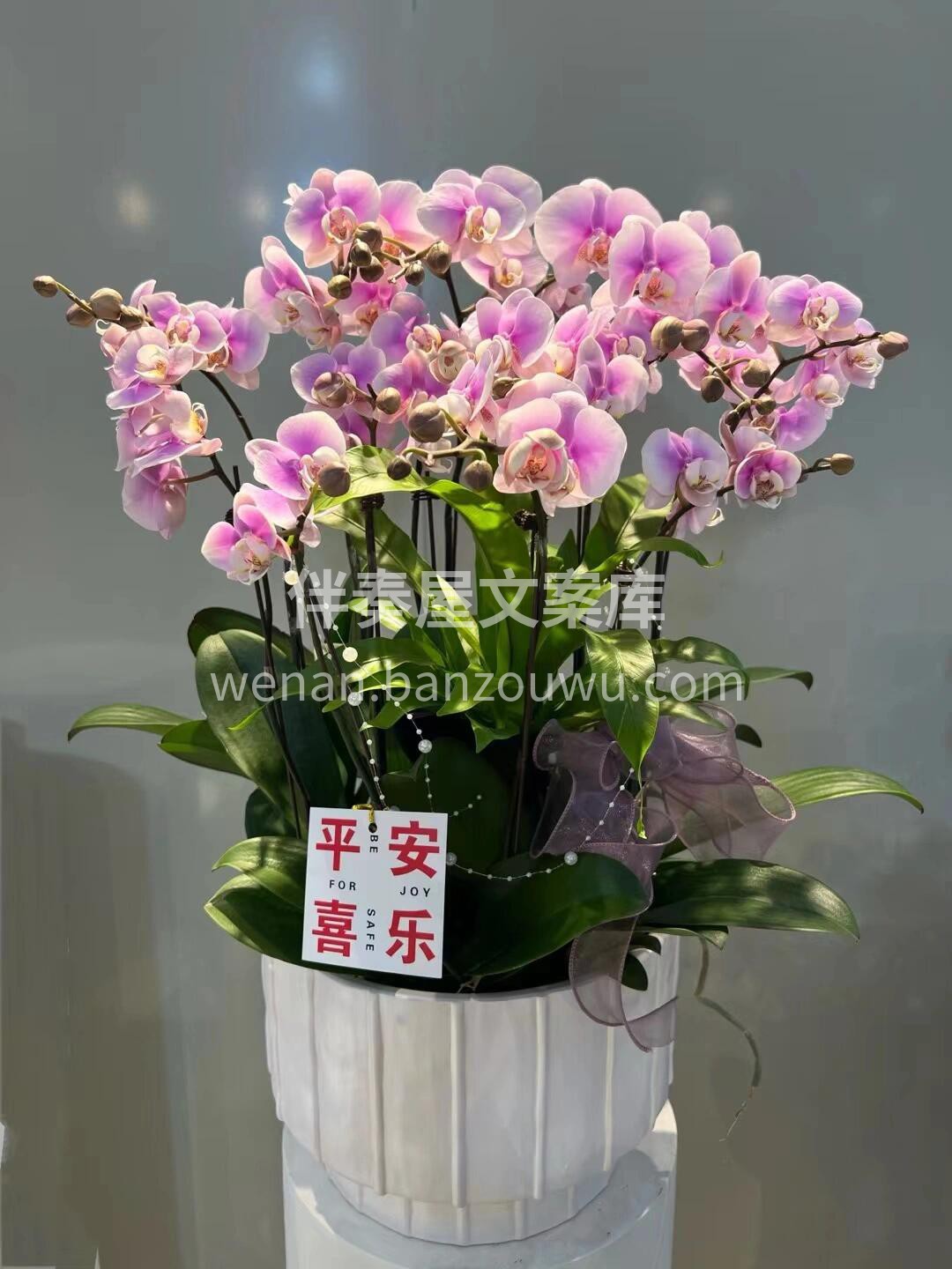 蝴蝶兰盆景🪴摆在家里美爆了 大方又惊艳🌸不用费心搭配🌷就把家 配图9