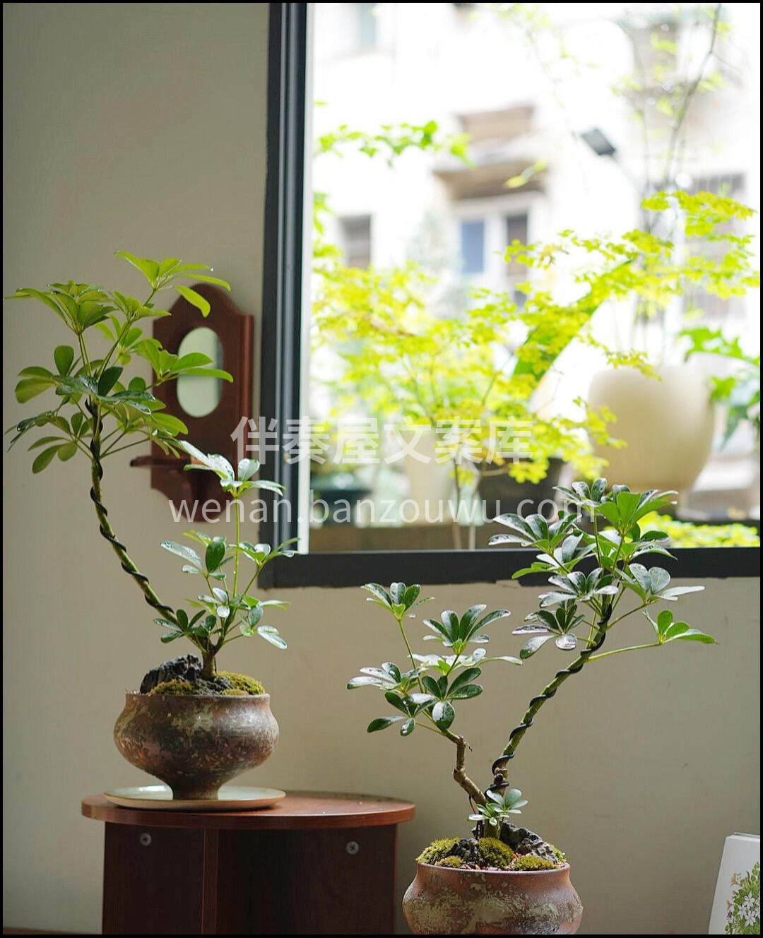 八方来财 招财旺运🍀鸭掌木 可以吸收二手烟🌿甲醛等 颜值又高 配图2