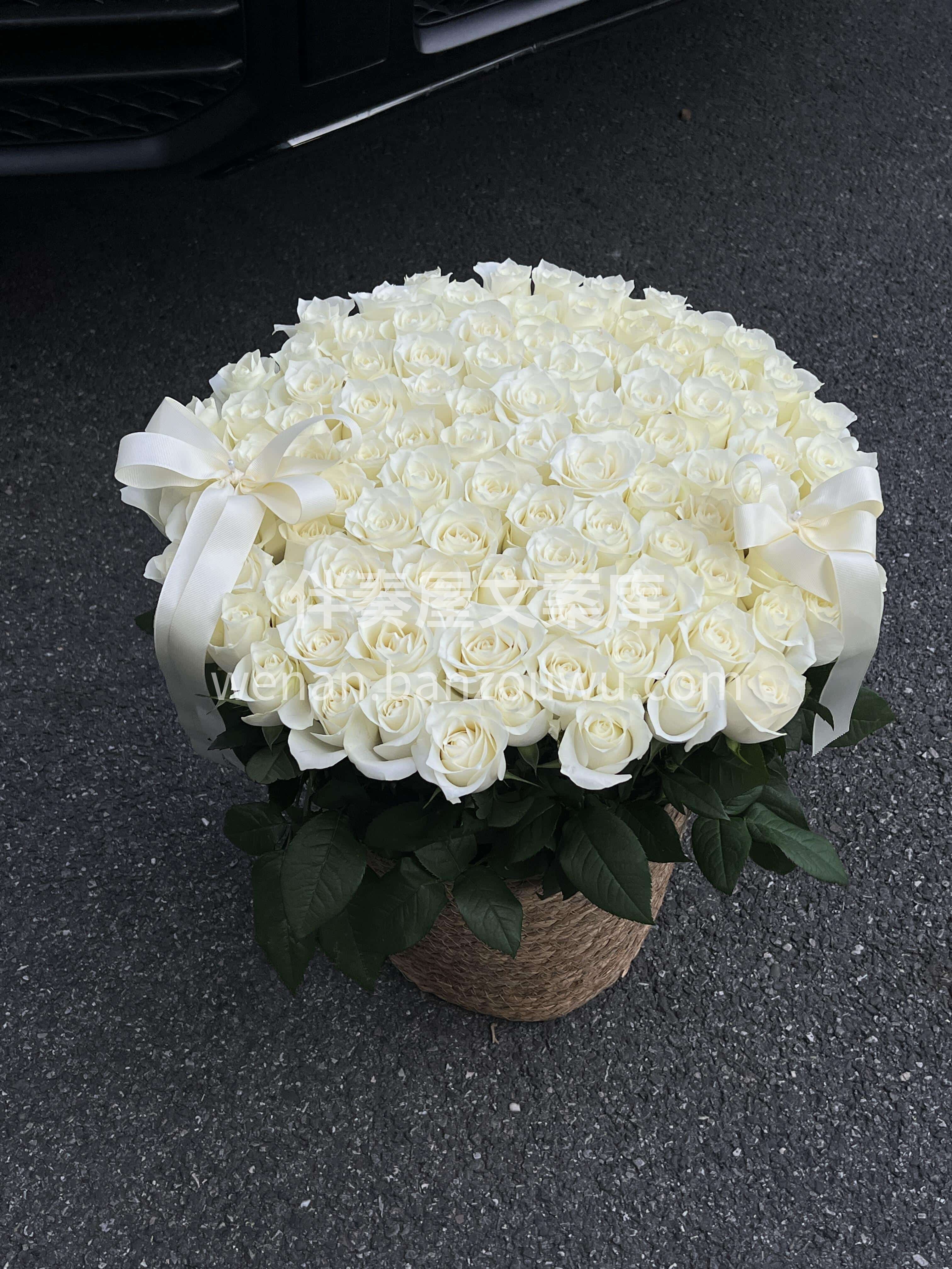 白玫瑰是永不褪色的白月光 ⚪️ 认真生活的人☁️ 都握着月亮 配图2