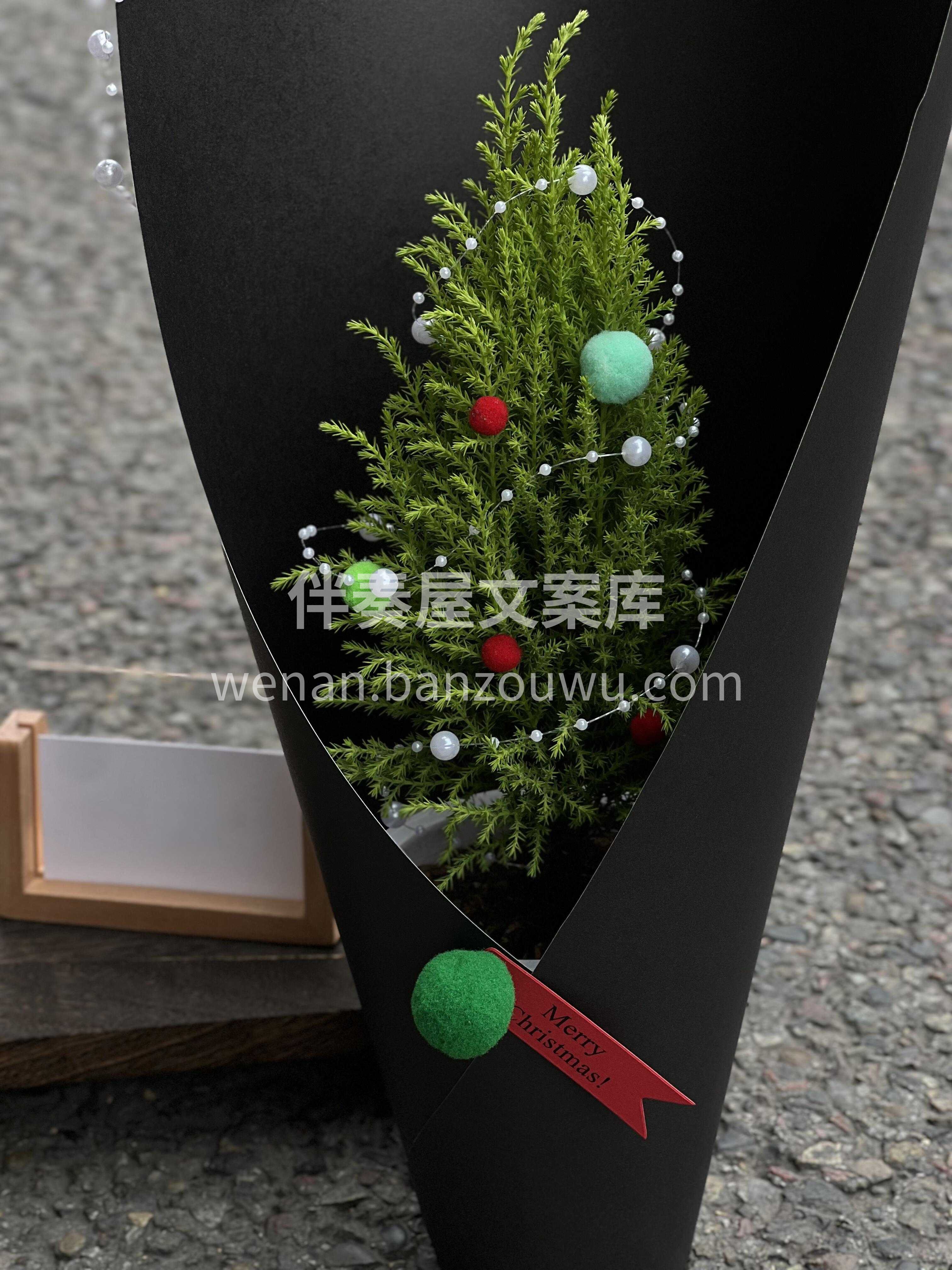 小香松圣诞树🎄鲜活好养🌳 简约而有质感🌿氛围感拉满🍏 配图2