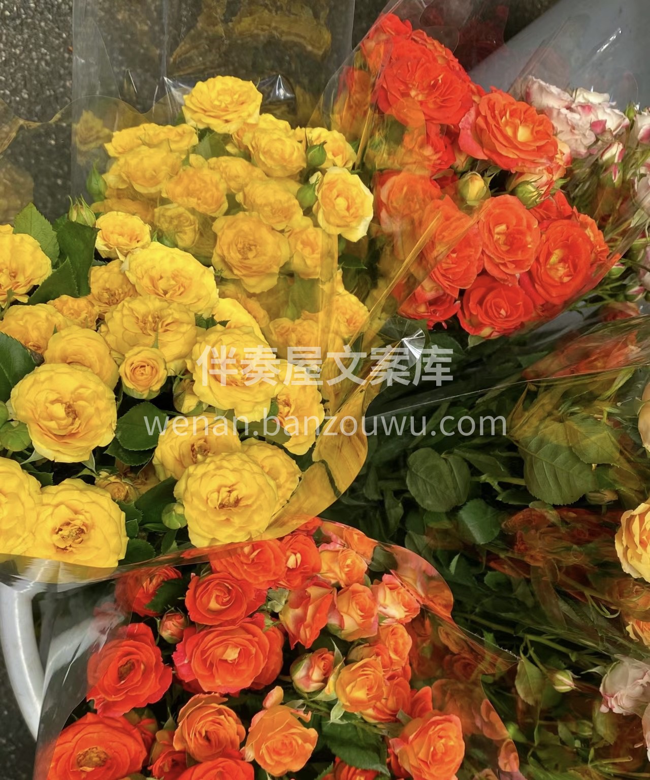 花的美丽就是它们的灵魂，它们带给人们的不 配图3