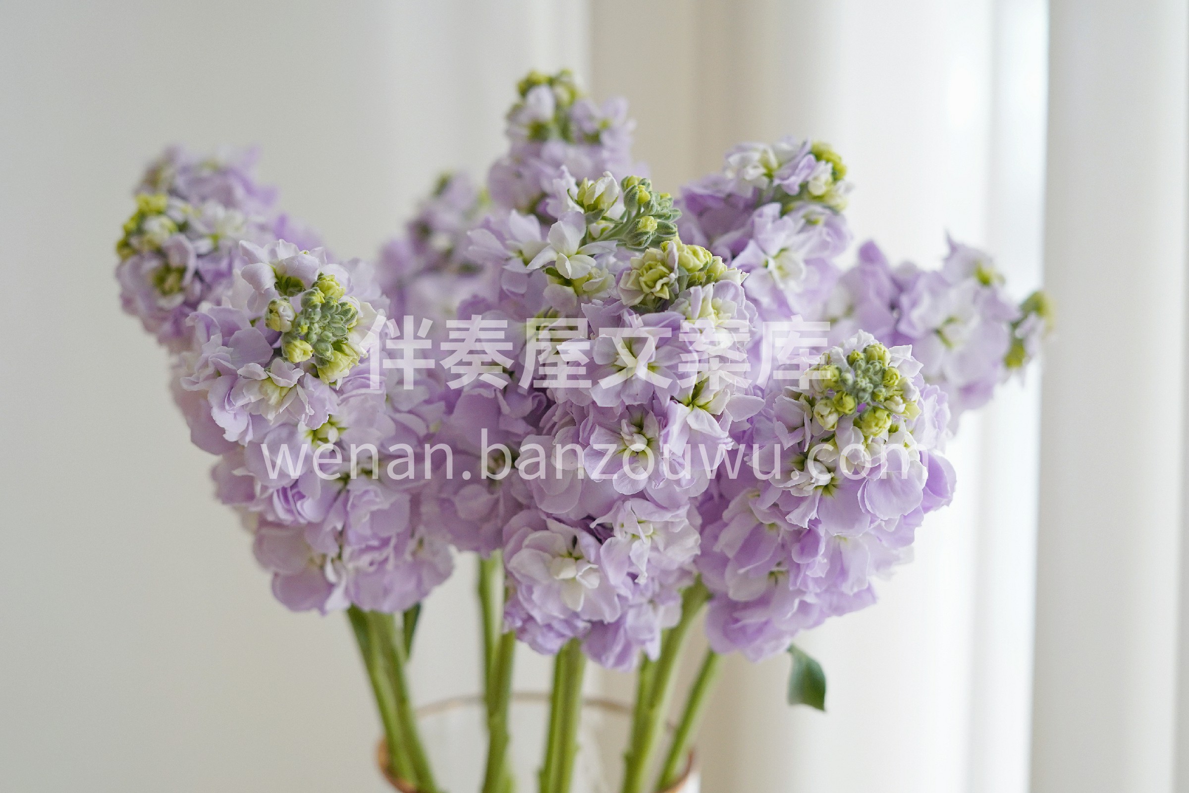 紫罗兰瓶插花真的挺美的💐 原来不需要去✈普罗旺斯 一束紫罗兰 配图2