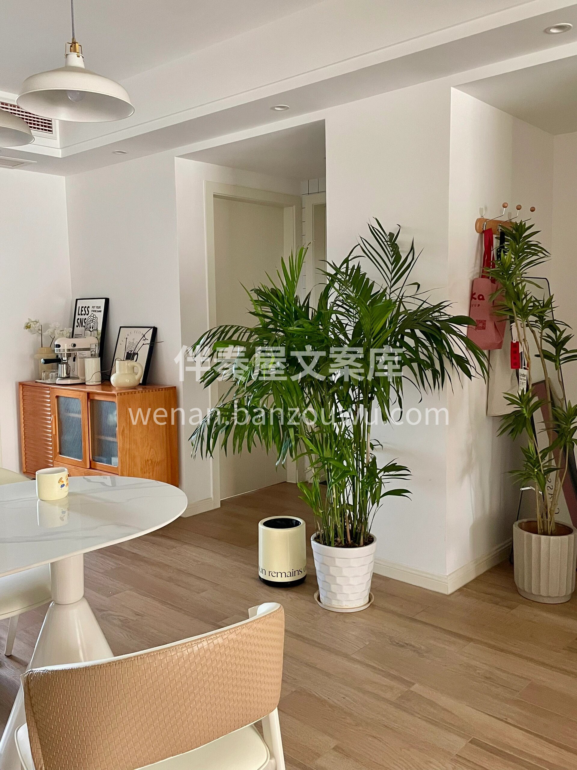 散尾葵是近年很受喜爱的观叶植物🌿 常年生机勃勃🍃，观赏价值高 配图1