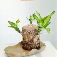 六款懒人植物推荐 想要家里充满生机和活力 配图1