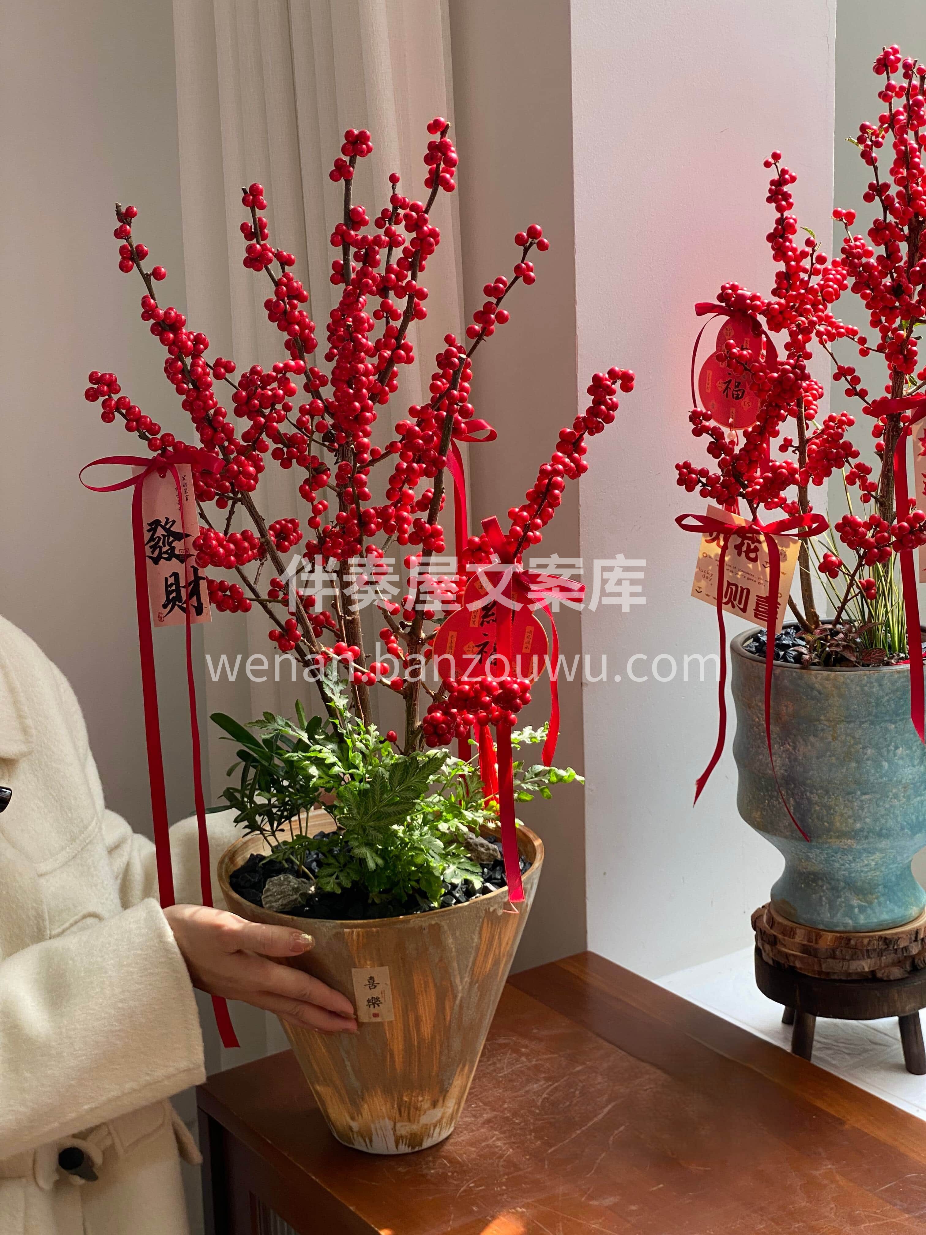岁末迎祥💕冬青盆栽伴新春🍒 红果累累寓意招财纳福💰 守在家中 配图1