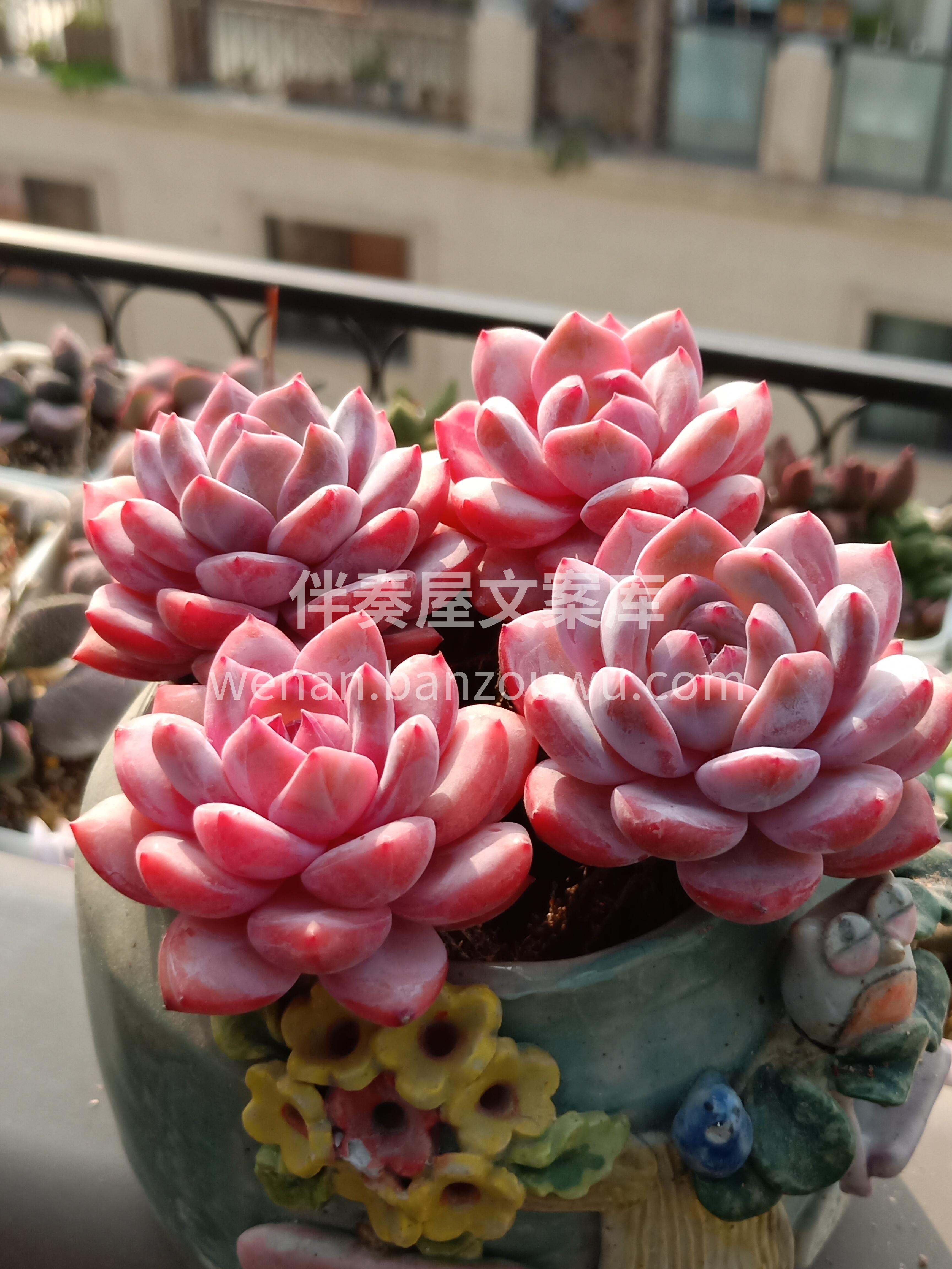 今天介绍一款颜值非常高的多肉植物： 橙梦 配图1