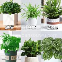 家居绿植推荐 绿植🌵是很好的家居软装好物 配图2