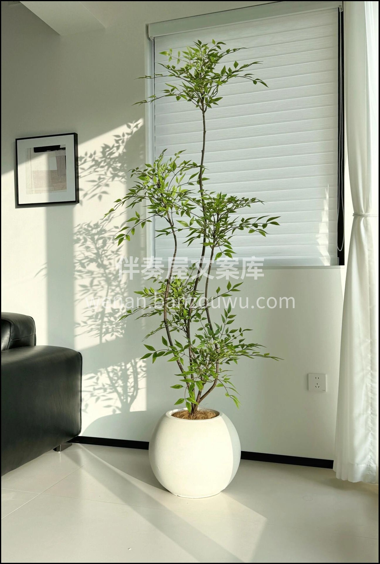 🍀南天竹 吊钟马醉木平替 叶片小巧 形状 配图2