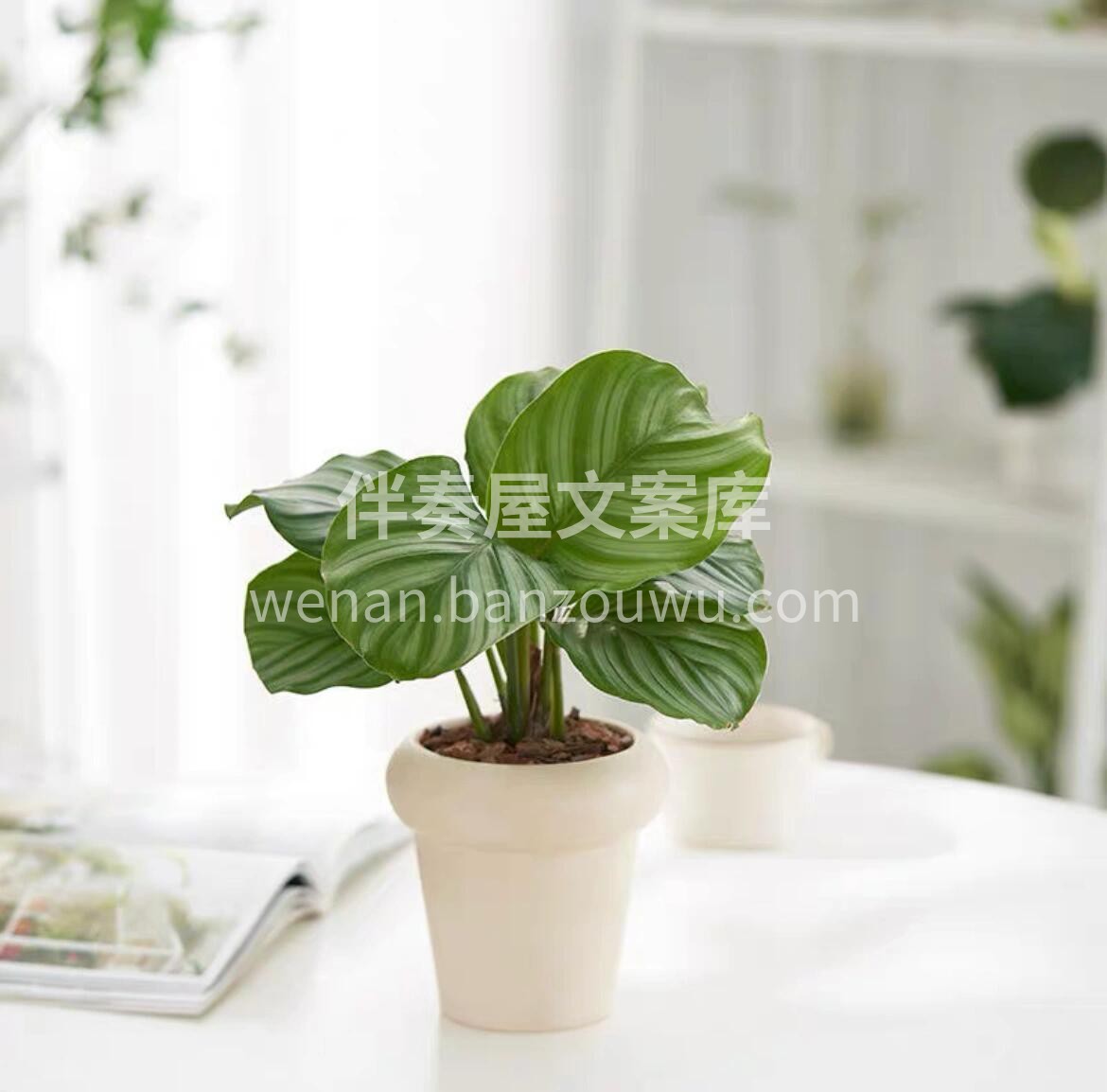 网红植物——青苹果竹芋 客厅有竹芋 聚财 配图1