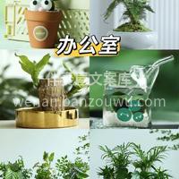 今天推荐六款适合室内摆放的绿植🌱 生活总要有点绿🍃 好看的花 配图4