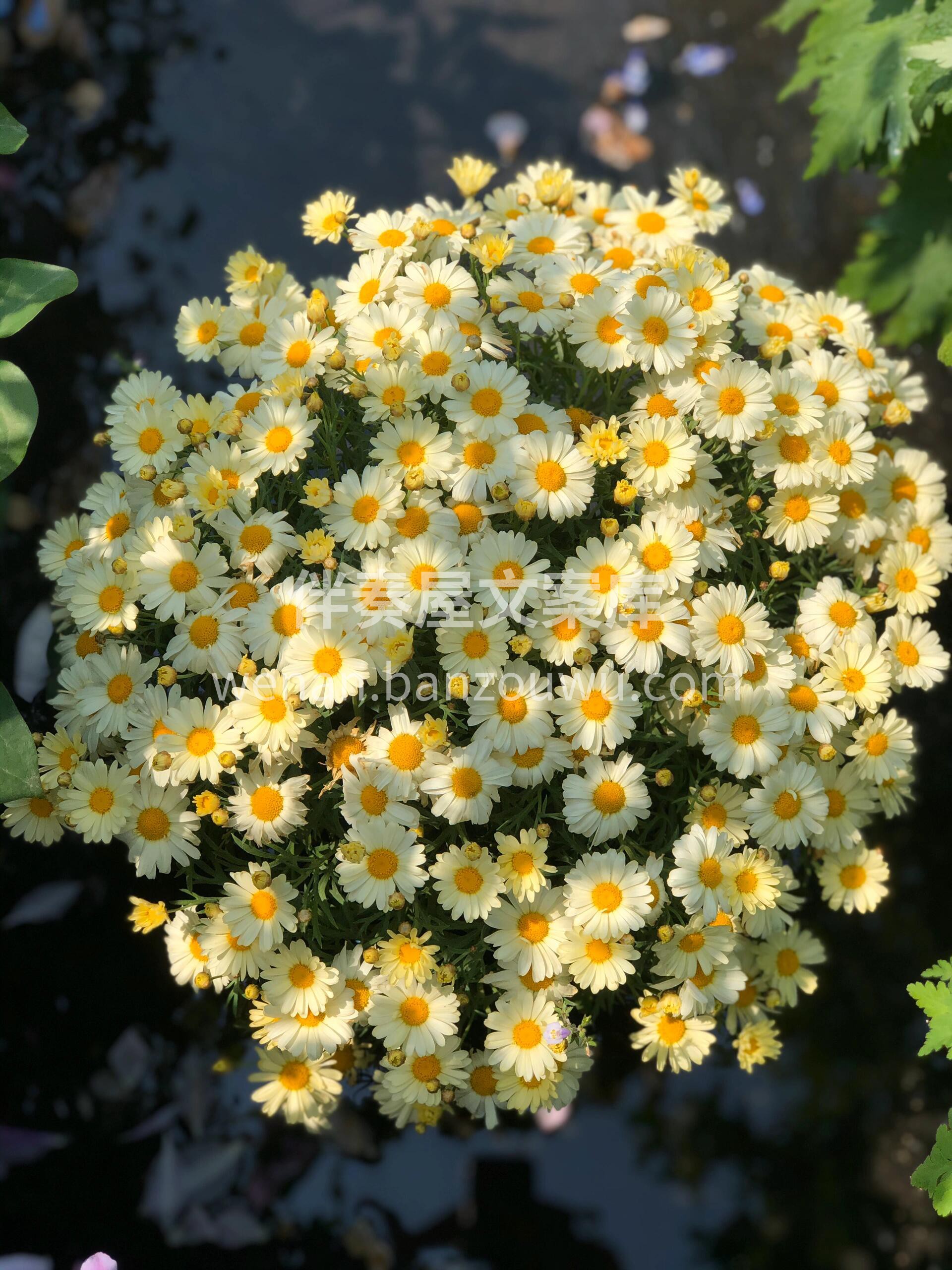 🌸玛格丽特小菊盆栽 花期长 花量足 花色 配图2