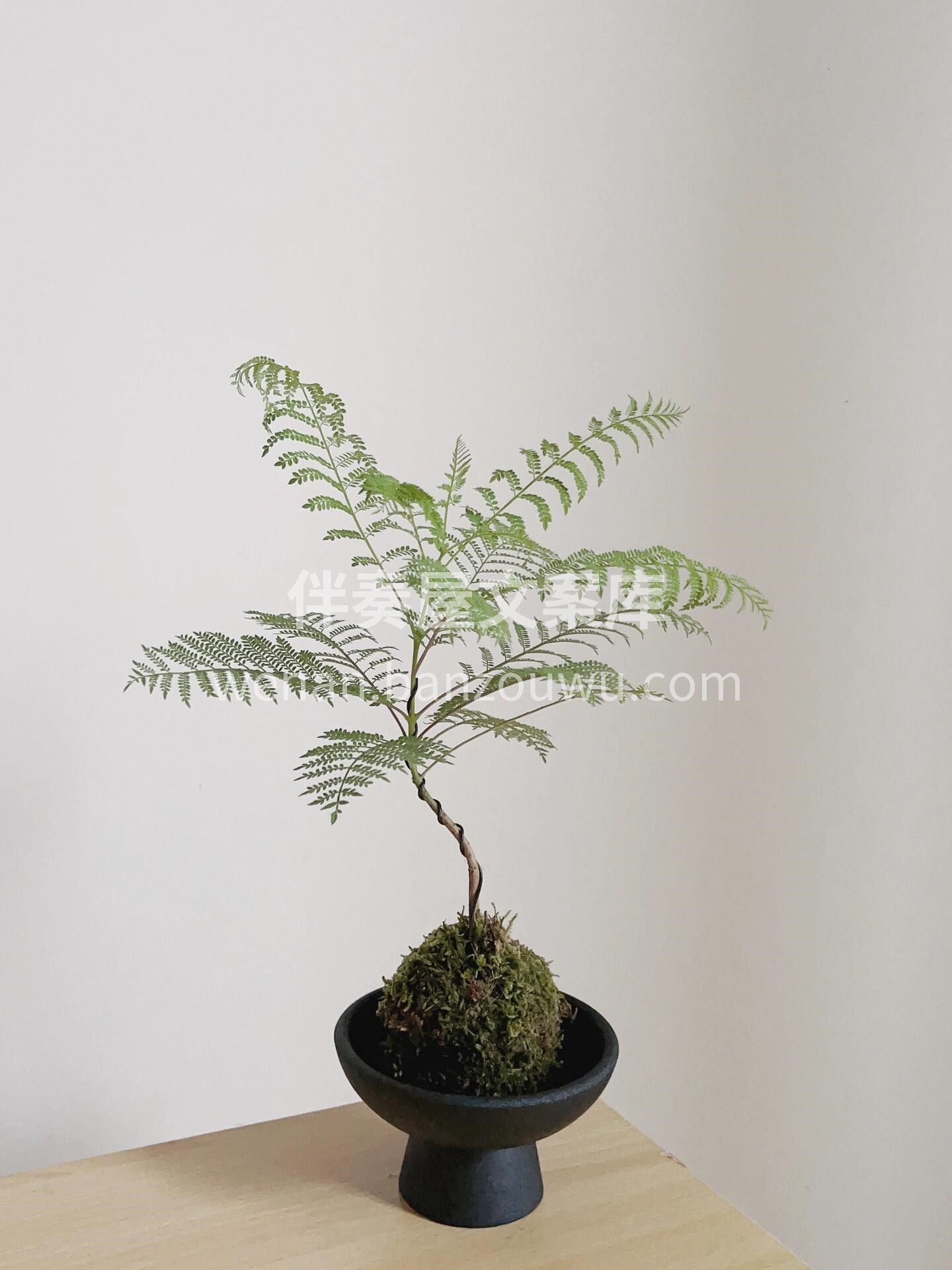 🌿蓝花楹🍃自带高级感绿植 美丽与特性并存🪴 配图2