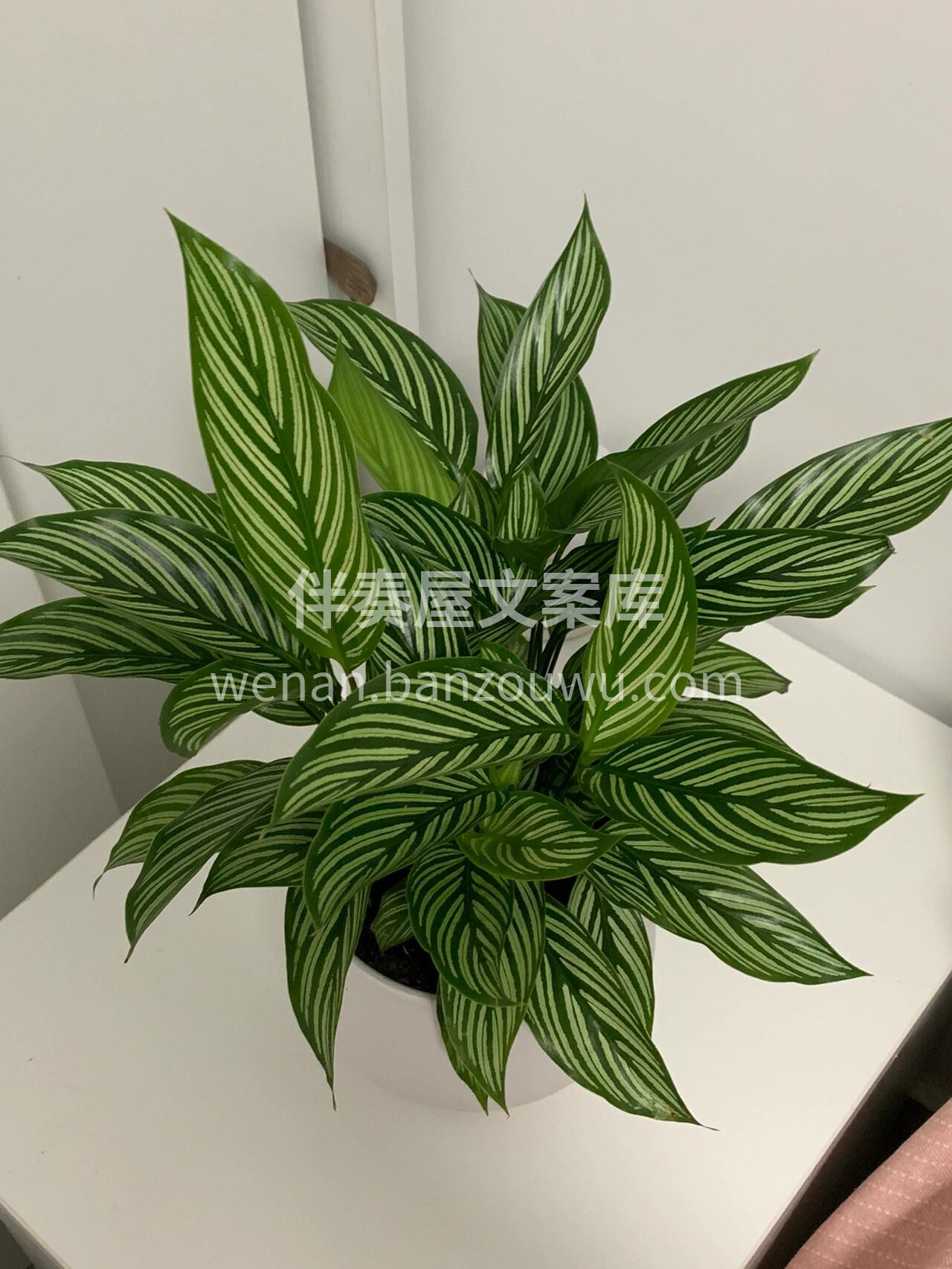 青纹竹芋 青白条纹，色彩温润护眼👀 🌿长 配图1